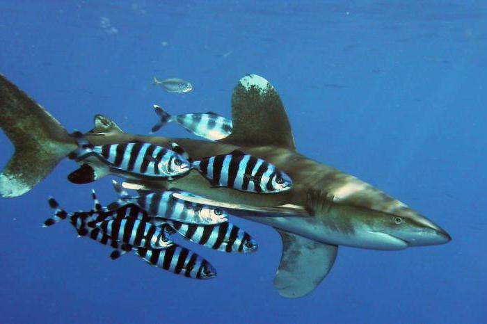 рыба-лоцман і акула