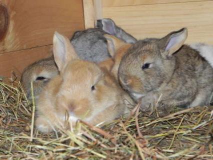 品种兔子弗拉芒巨大的繁殖