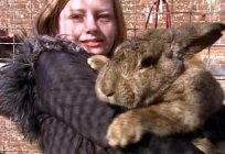 Outstanding breed of rabbit is the Flemish giant