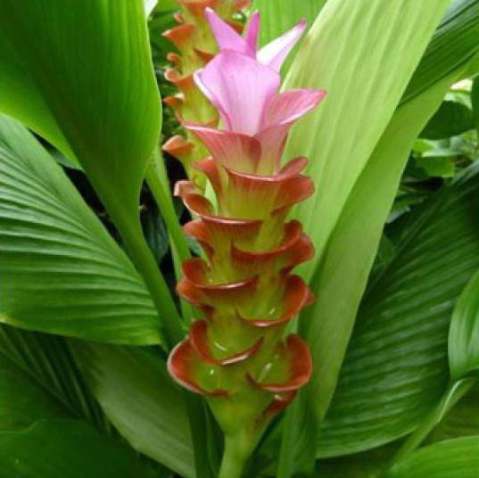 Curcuma