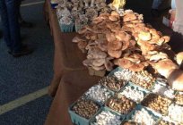 Mushroom farm - idea for own business