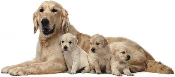 la Ascitis abdominal en perros: tratamiento de la