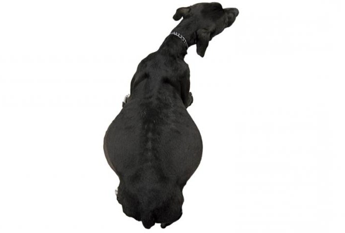 Ascites in dogs: causes