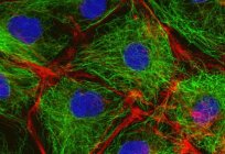 细胞学-它是什么？