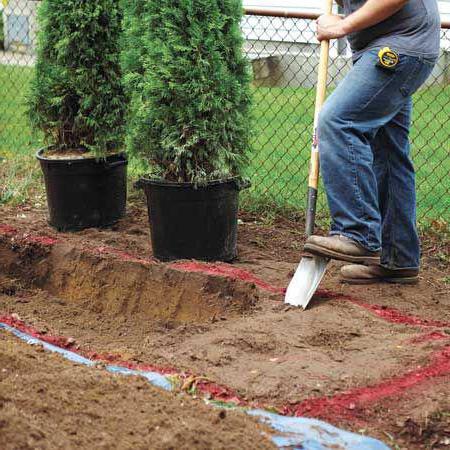 arborvitae root system size