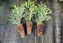 The root system of the arborvitae: features, photos, dimensions