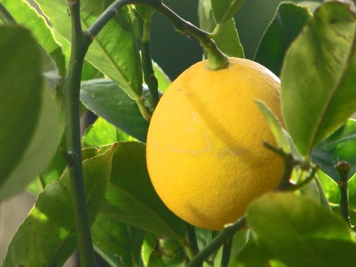 el limón en las condiciones de casa de cultivo