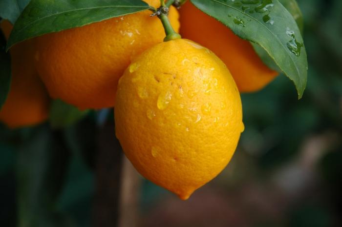 лимон вирощування в домашніх умовах