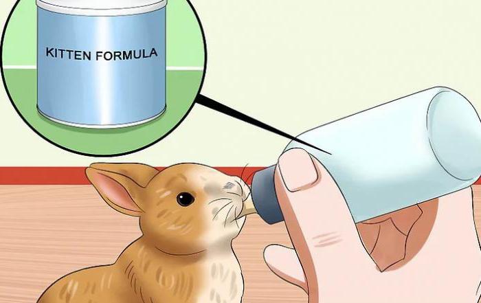 як вигодувати кроленят без кролиці