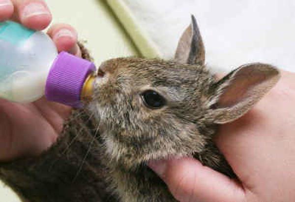 كيفية تغذية صغار الأرانب دون الأرنب
