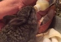 Czym i jak wychować królików bez крольчихи