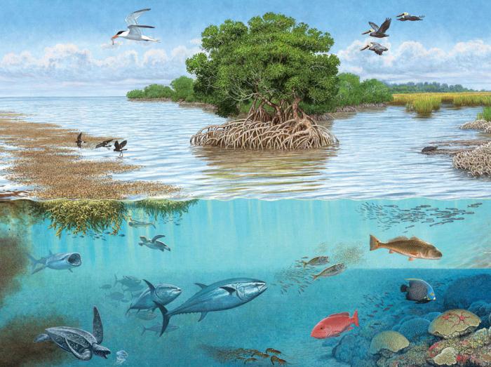 la diversidad de especies ramificado de la cadena de alimentación en el ecosistema son