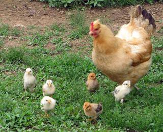 what to feed chickens weekly