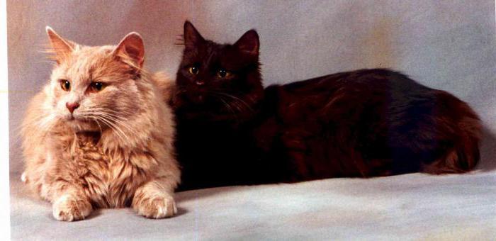 cats of Chantilly Tiffany