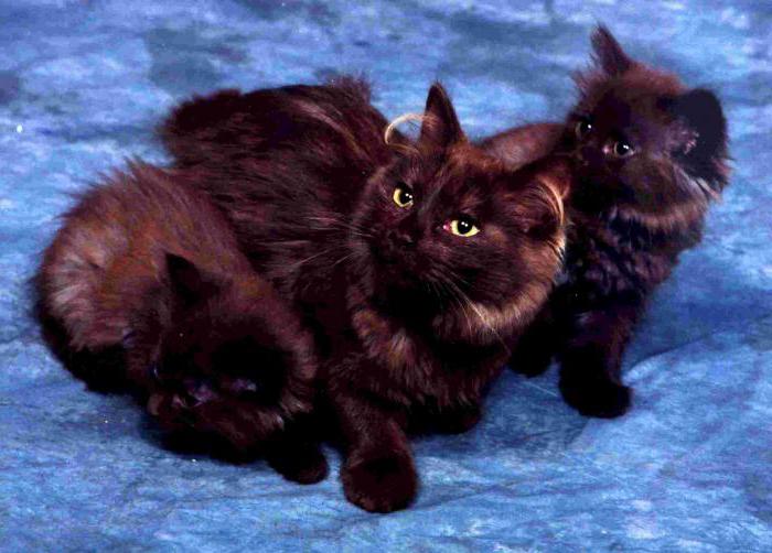 razas de gatos de chantilly, tiffany