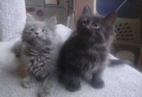 Chantilly tiffany: zdjęcia i opis rasy kotów