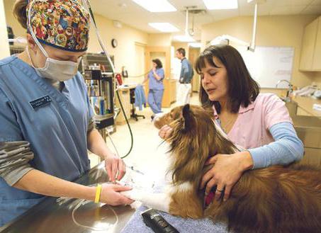veteriner klinikleri oryol kuzey bölgesinde yer alan