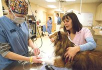 In a veterinary clinic in eagle to treat a pet? Veterinary clinics in eagle