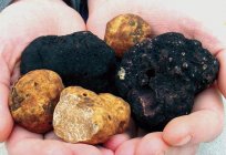 Do you know what a truffle is?