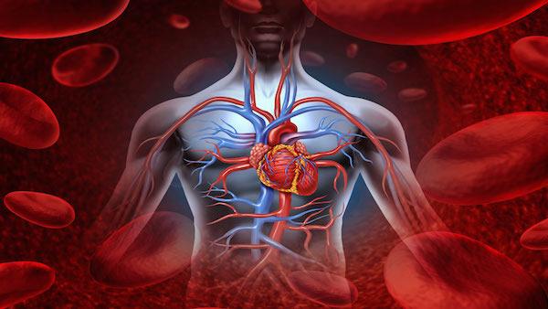 Arteries and veins