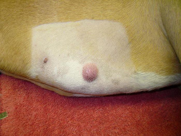 the cat on the abdomen a lump under the skin than to treat
