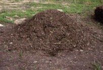 Manure as a fertilizer for garden and vegetable crops
