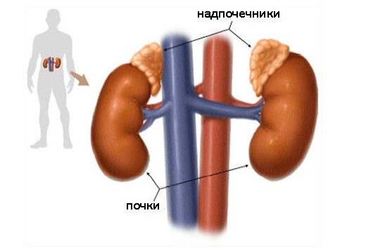 软膏elokom应用程序