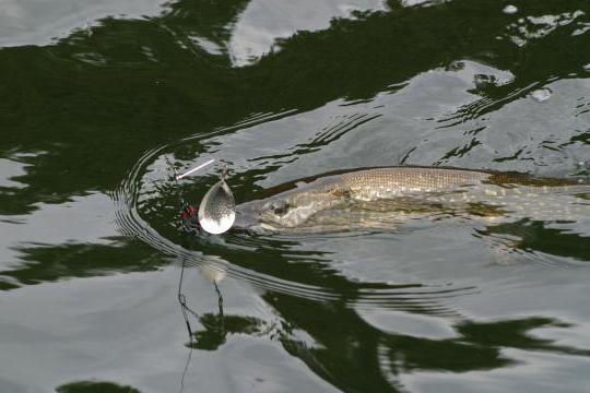 Lures for pike in the spring