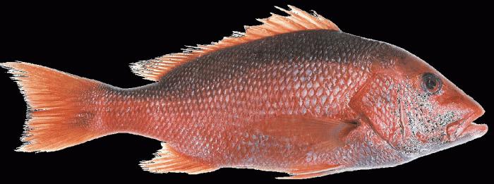 red cod