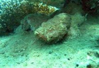 O peixe-pedra – o mais venenoso habitante do fundo do mar.