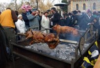 マンガリッツァハンガリー語(繁殖の豚）-説明、写真、レビュー