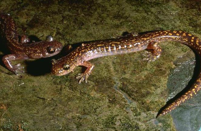 die rote Liste Amphibien der Region Primorje