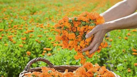 marigold flowers application