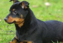 Lancashire Heeler: breed profile, care, photos