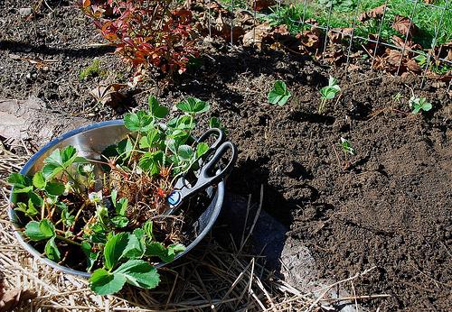 How To Plant Strawberries In The Fall Soil Preparation Planting 