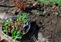 Jak sadzić truskawki jesienią: przygotowanie gleby, technologia sadzenia i schronienia na zimę