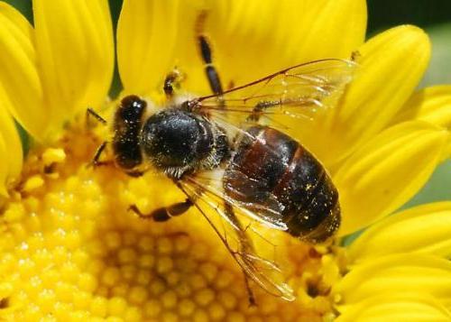 quantos vivem as abelhas