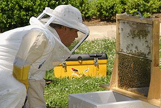 how to breed bees
