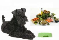 Kerry Blue Terrier: Art und Komplexität des Inhalts, Krankheit und Pflege