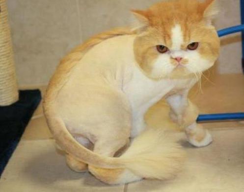 what cats can be cut