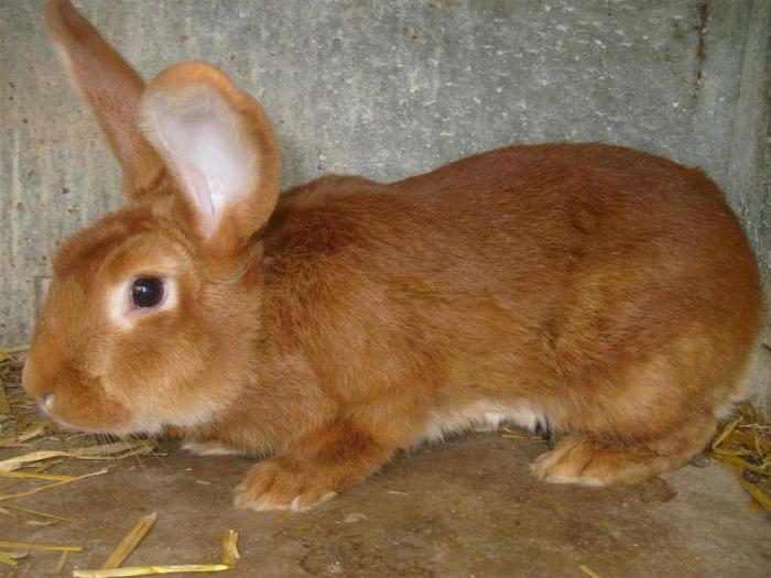 burgundischen Kaninchen