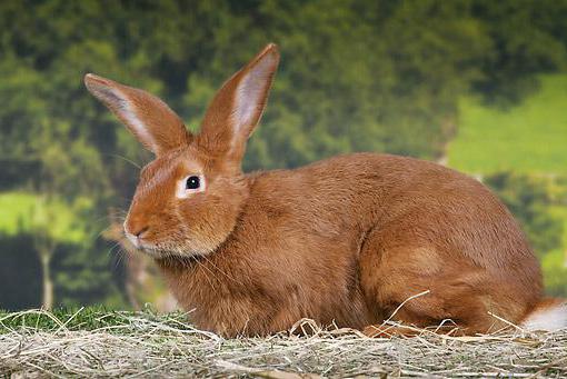 Kaninchen Burgund Bewertungen