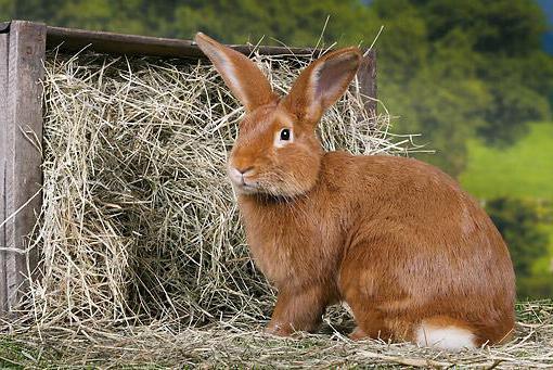 burgundischen Kaninchen Beschreibung