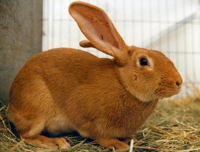 rabbits breed Burgundy reviews