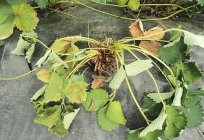 Fusarium wilt of plants: symptoms of diseases