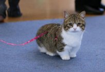 Munchkins – short-legged cats: breed features