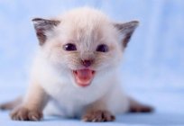 A través de la cantidad de días de los gatitos abren los ojos después del nacimiento?