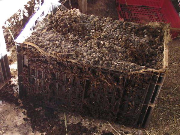 how to use rabbit manure
