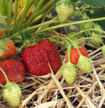 how to prepare strawberries for winter
