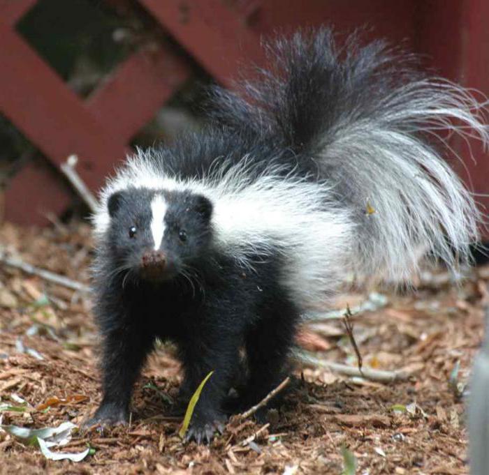 homemade skunk